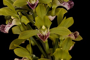 Oeceoclades splendida ‘Tustin’ CBR/AOS 0 pts. Flower